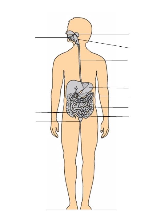 Arbeitsblätter zum Verdauungssystem für Kinder