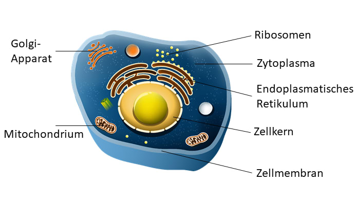 Zelle Cytologie Einfach Erklart