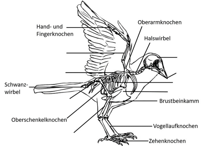 Vogel 1 Klassenarbeit Learnattack Angesichts einer sehr hohen anzahl von teenagerschwangerschaften und einer aufnahme sexueller aktivitäten im alter von durchschnittlich fünfzehn jahren kommt dem thema verhütung in der mittelstufe eine außerordentlich hohe. vogel 1 klassenarbeit learnattack