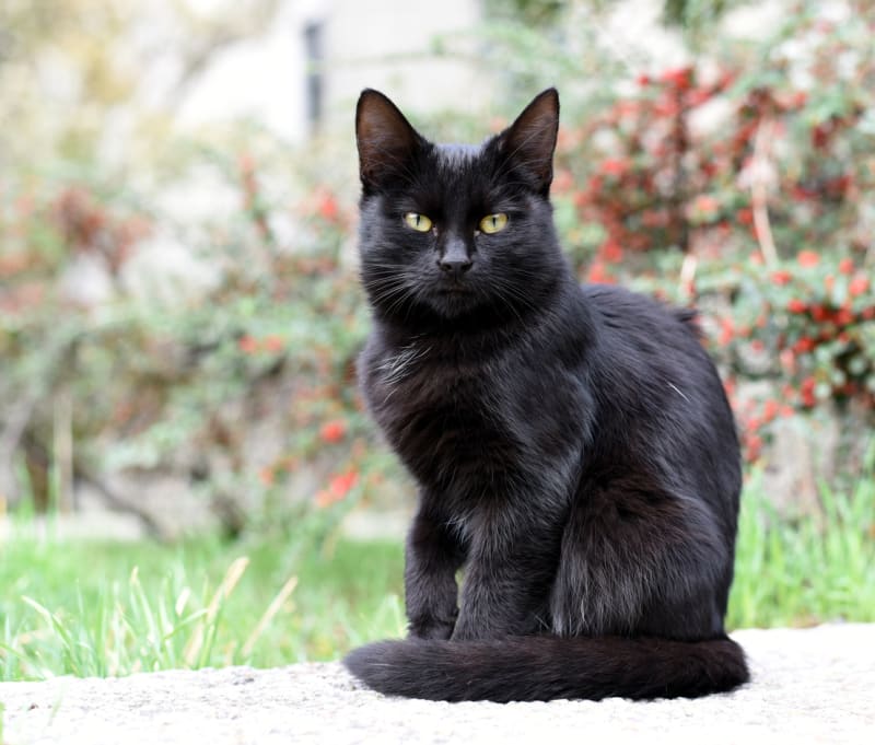 schwarze_Katze