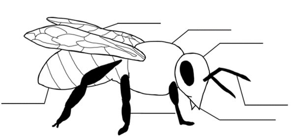 Anatomie einer Honigbiene ohne Beschriftung
