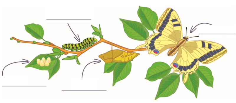 Metamorphose Schmetterling unbeschriftete Reihenfolge