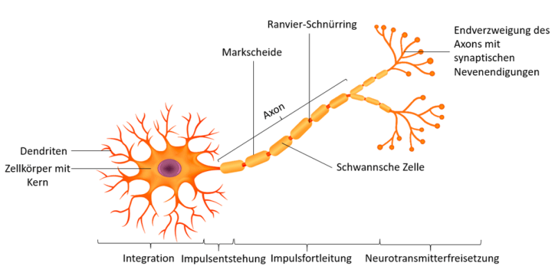 Neuron