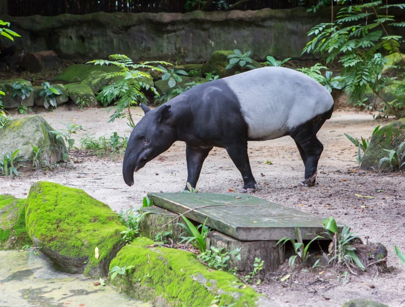 Tapir