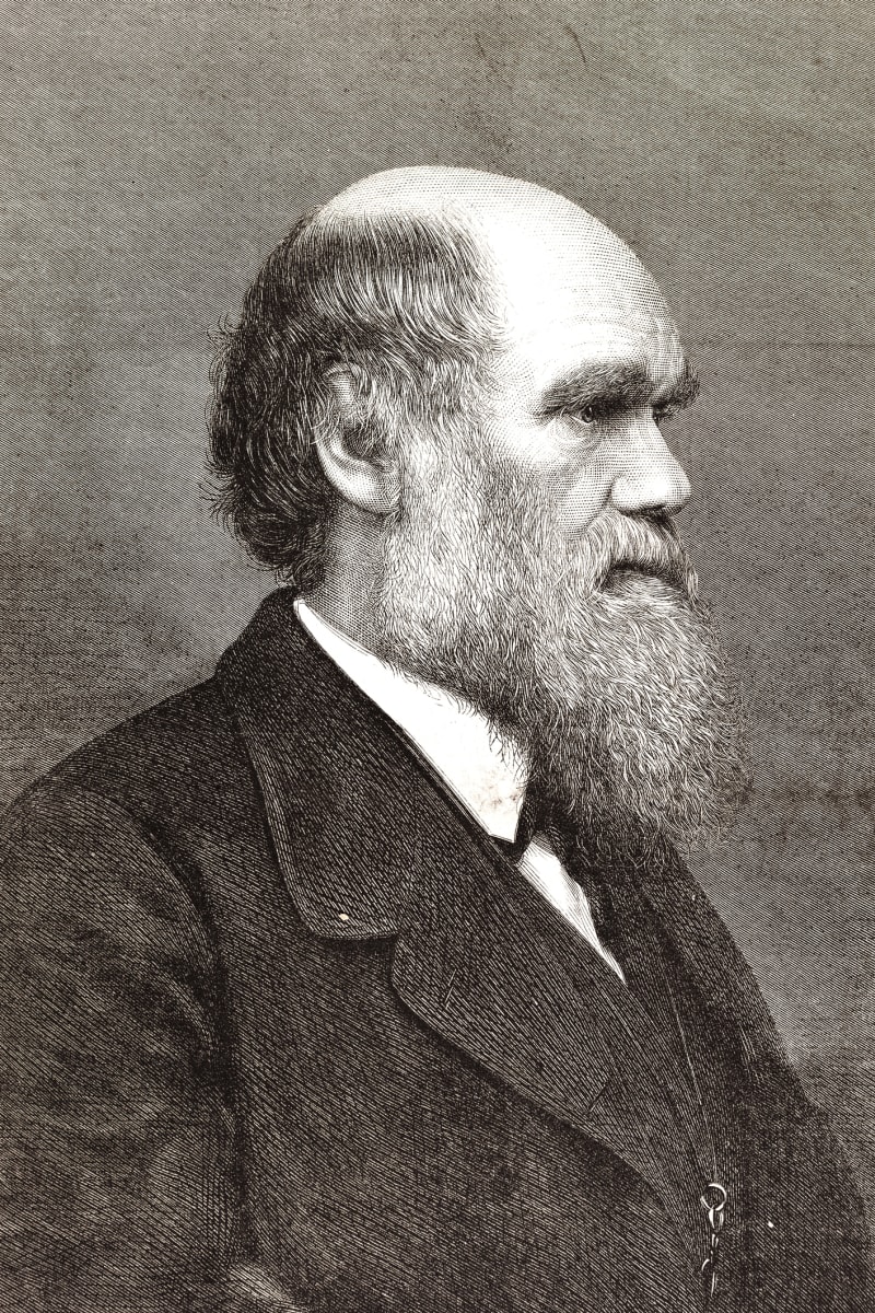 Charles Darwin im Profil