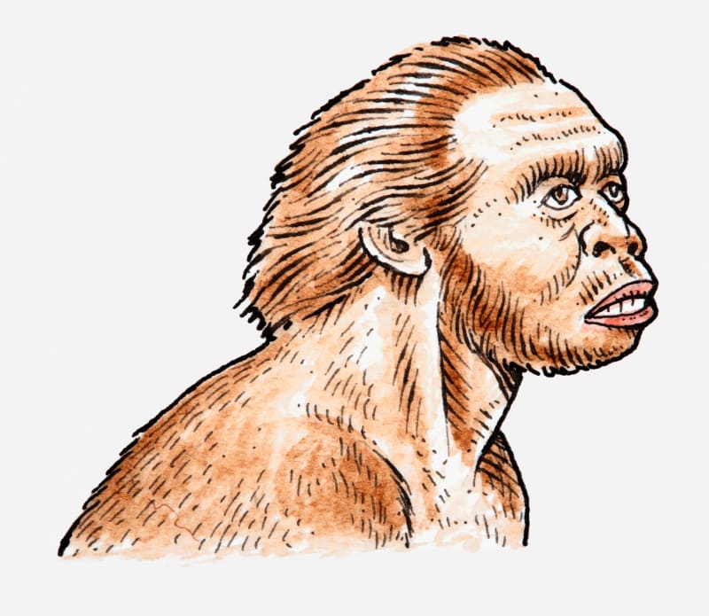 Illustration des Homo Habilis