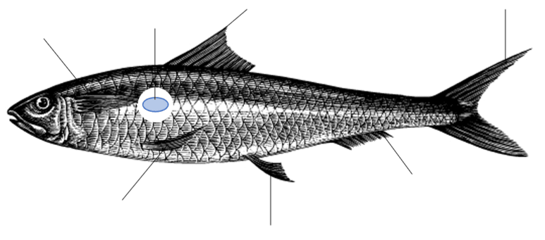 Fische Lurche Kriechtiere 2 Klassenarbeit Learnattack Kostenlose lieferung fuer viele artikel! fische lurche kriechtiere 2