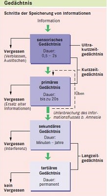 Gedächtnis - Körper des Menschen einfach erklärt!