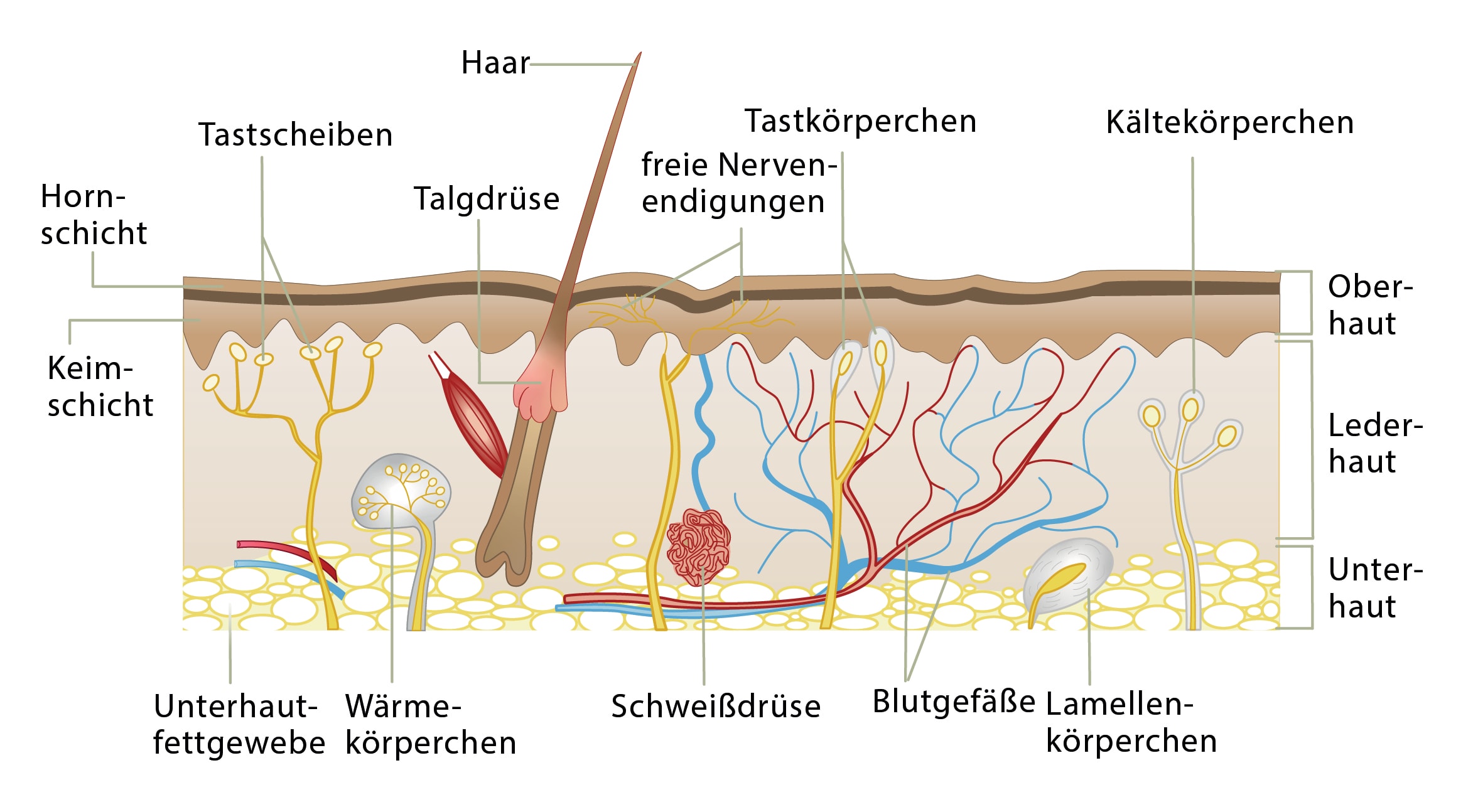 Haut Funktionen Des Korpers Einfach Erklart