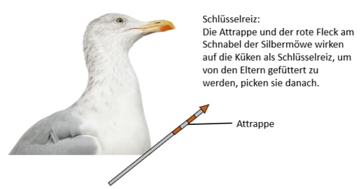 Schlüsselreiz bei der Möwe