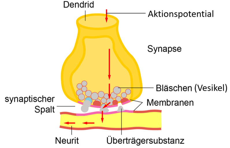 Wie bildet man Synapsen?